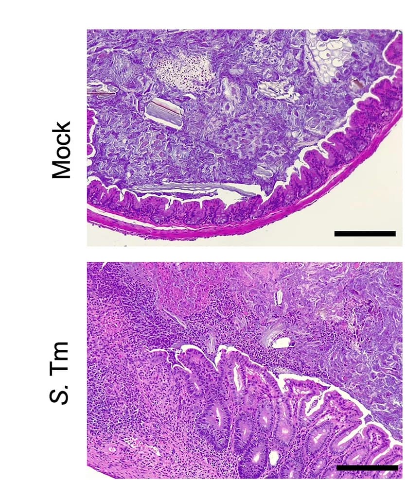 Open access visualization of Microscopy, Histopathology Image, Biological Replicate, Mouse Experiments, Whisker Plot