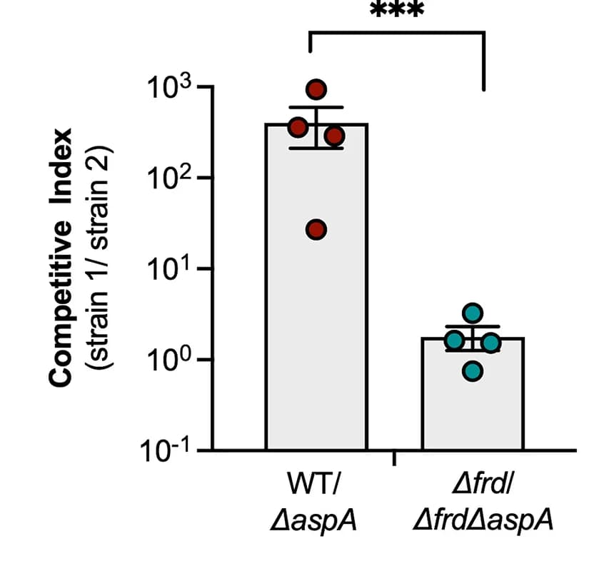 Open access visualization of Bar Plot, Error Bars, CBA/J Mice, Intragastrical Infection, Wild-type S. Tm