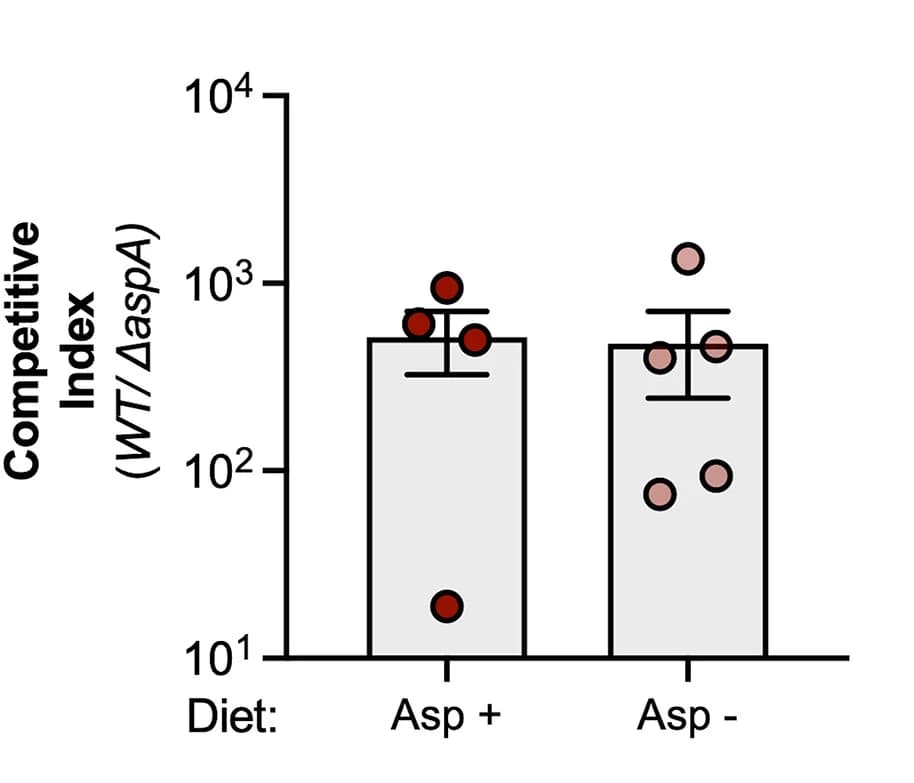 Open access visualization of Bar Plot, Error Bars, Scatter Plot, CBA/J Mice, Aspartate-Free Diet