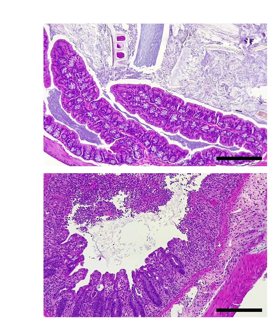 Open access visualization of Microscopy, Histopathological Image, Cecum, Pathology Scores, DSS Treatment
