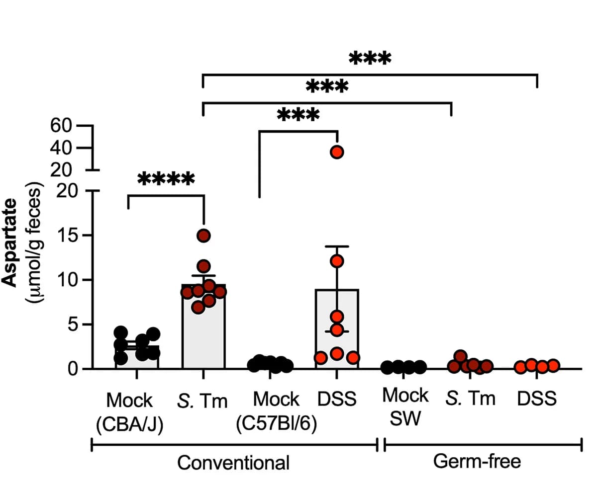 Open access visualization of Bar Plot, Error Bars, Scatter Plot, Mice, Fecal Aspartate Levels