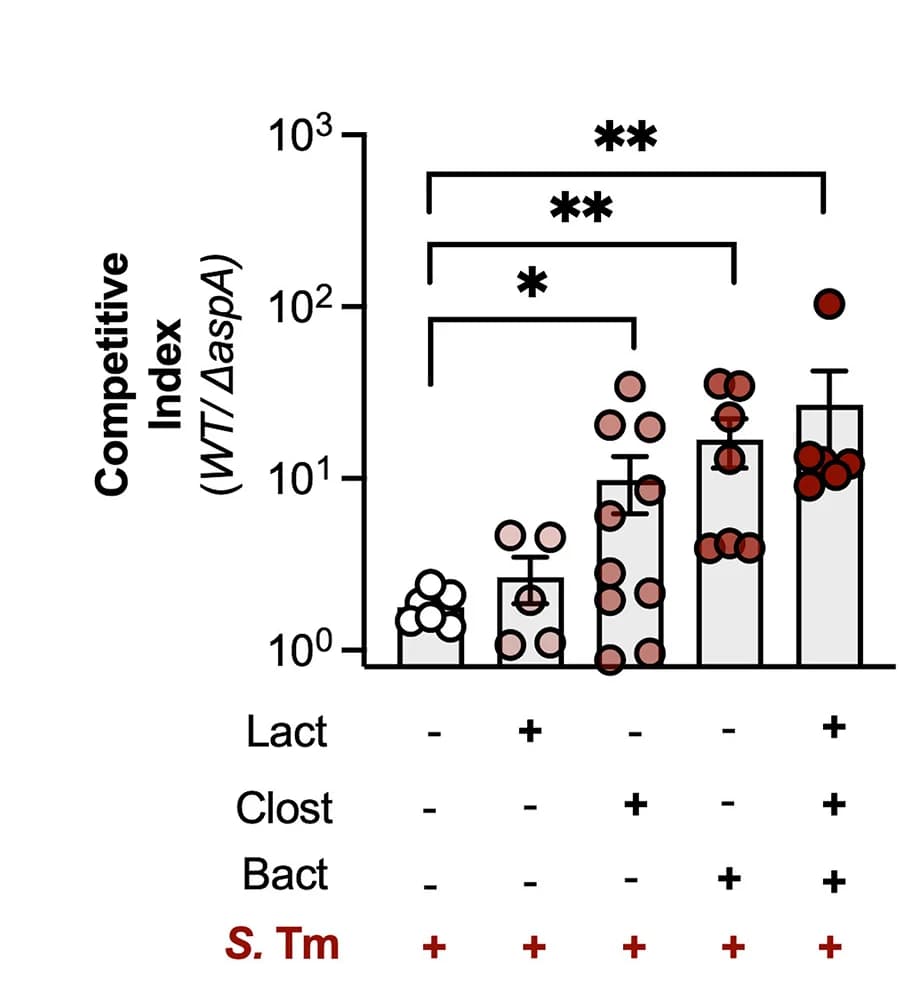 Open access visualization of Bar Plot, Scatter Plot, Error Bars, Mice, Germ-free Mice
