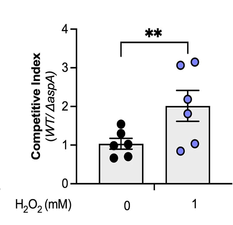 Open access visualization of Bar Plot, Error Bars, Scatter Plot, Competitive Index, S. Tm WT
