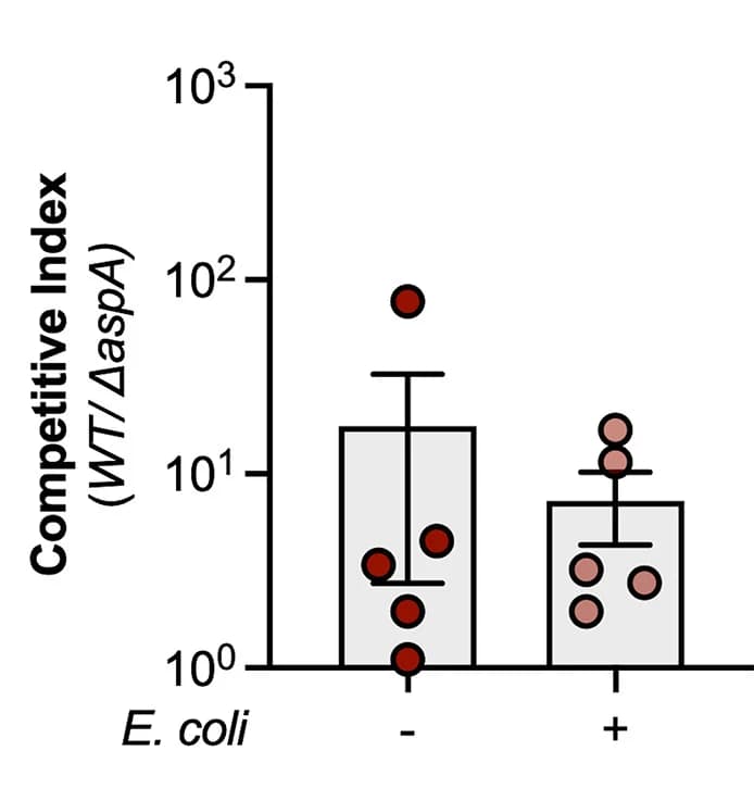 Open access visualization of Bar Plot, Error Bars, Scatter Plot, Competitive Index, S. Tm Wild-Type