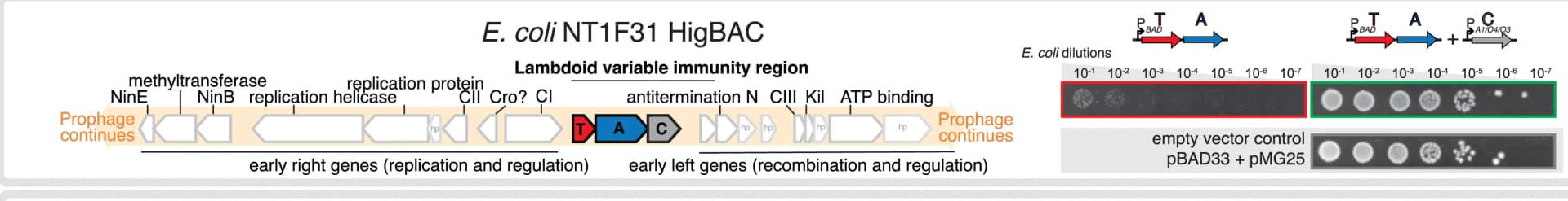 Open access visualization of Workflow, Gel, Gene Neighborhoods, TAC Systems, E. coli