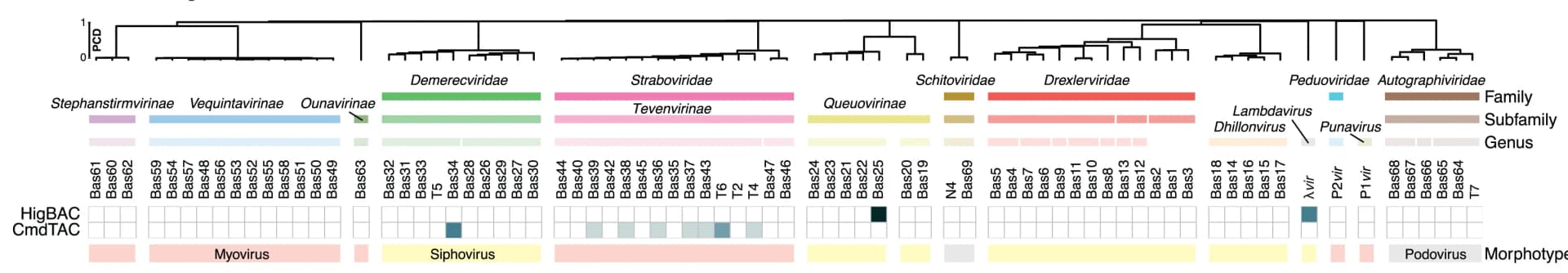 Open access visualization of Heatmap, Clustered, Protection Values, Phage Order, Dendrogram
