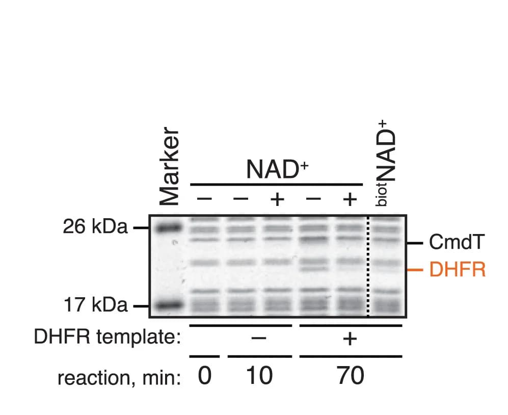 Open access visualization of Gel, DHFR, Cell-free Expression