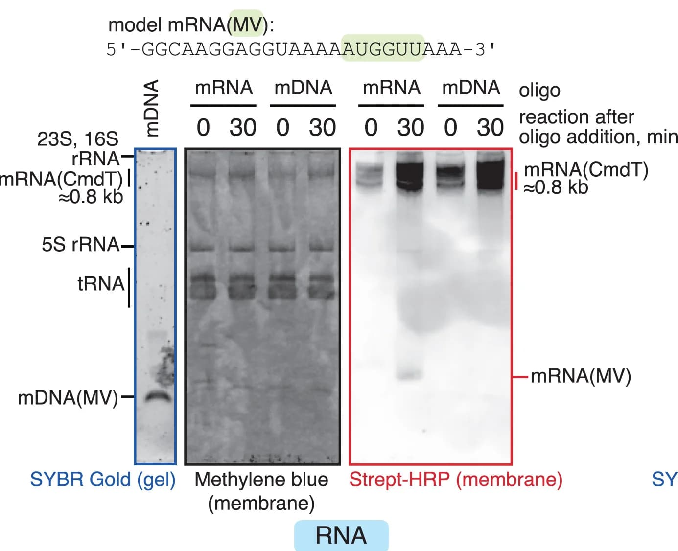 Open access visualization of Gel, mRNA, DNA, Oligonucleotide, CmdT
