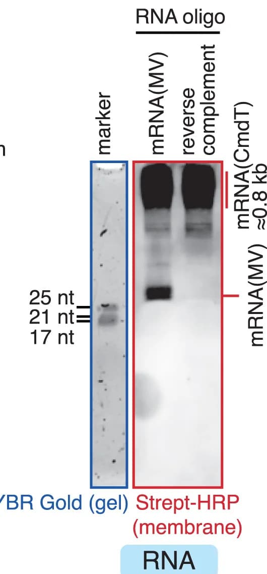 Open access visualization of Gel, RNA, Reverse Complement RNA, BiotNAD+, CmdT