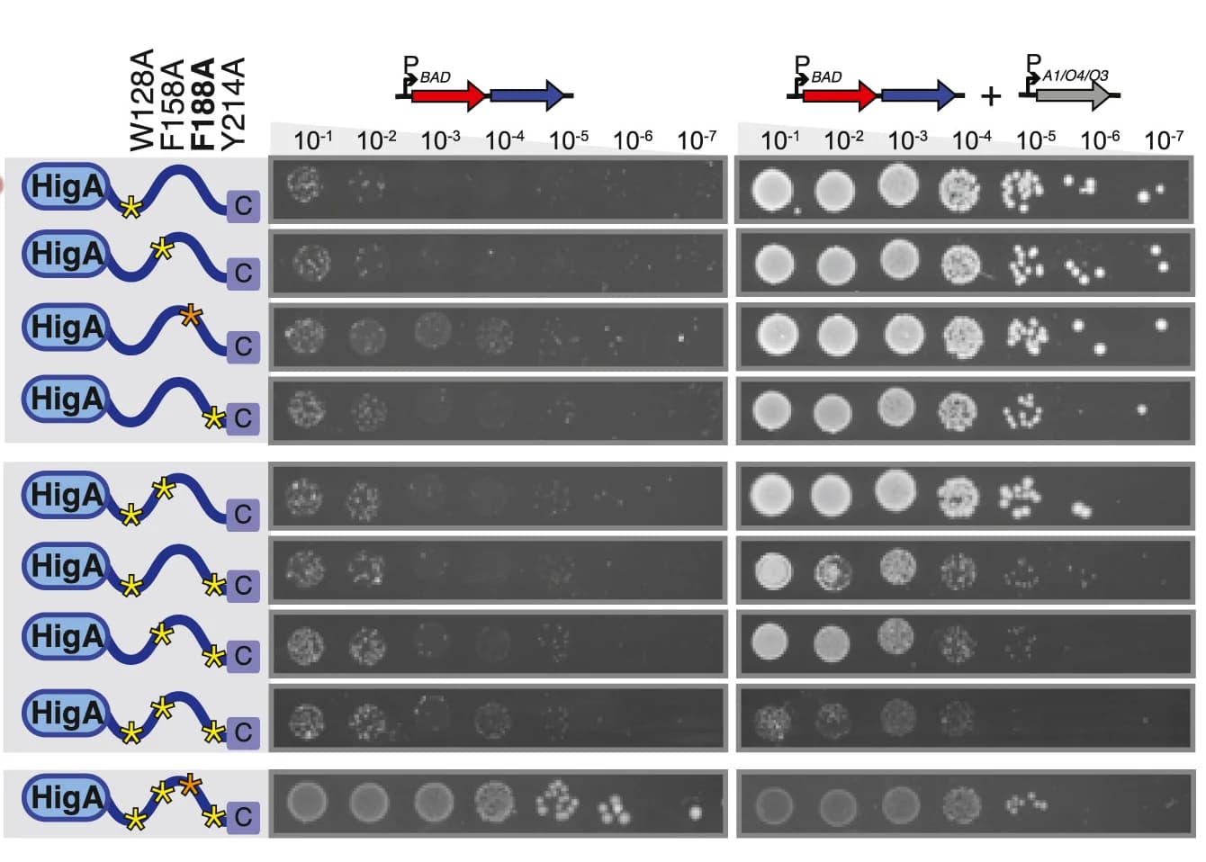 Open access visualization of Gel, Photo, Aromatic Residues, ChAD Element, HigBA Toxicity