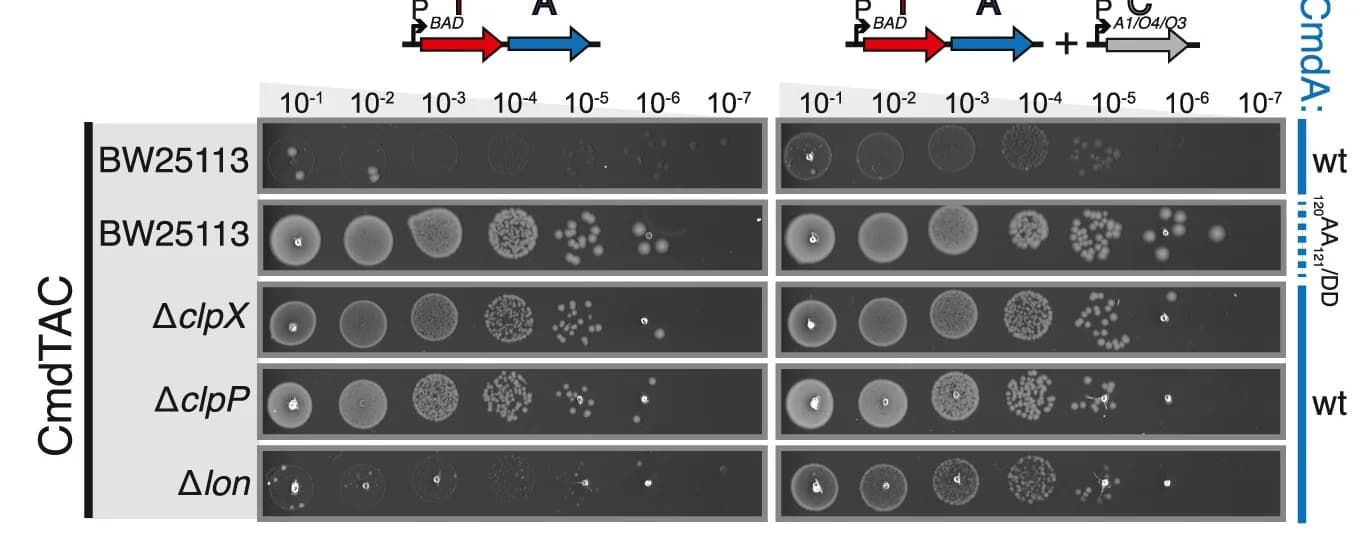 Open access visualization of Gel, Microscopy, TA Toxicity Assays, TAC Toxicity Assays, E. coli BW25113