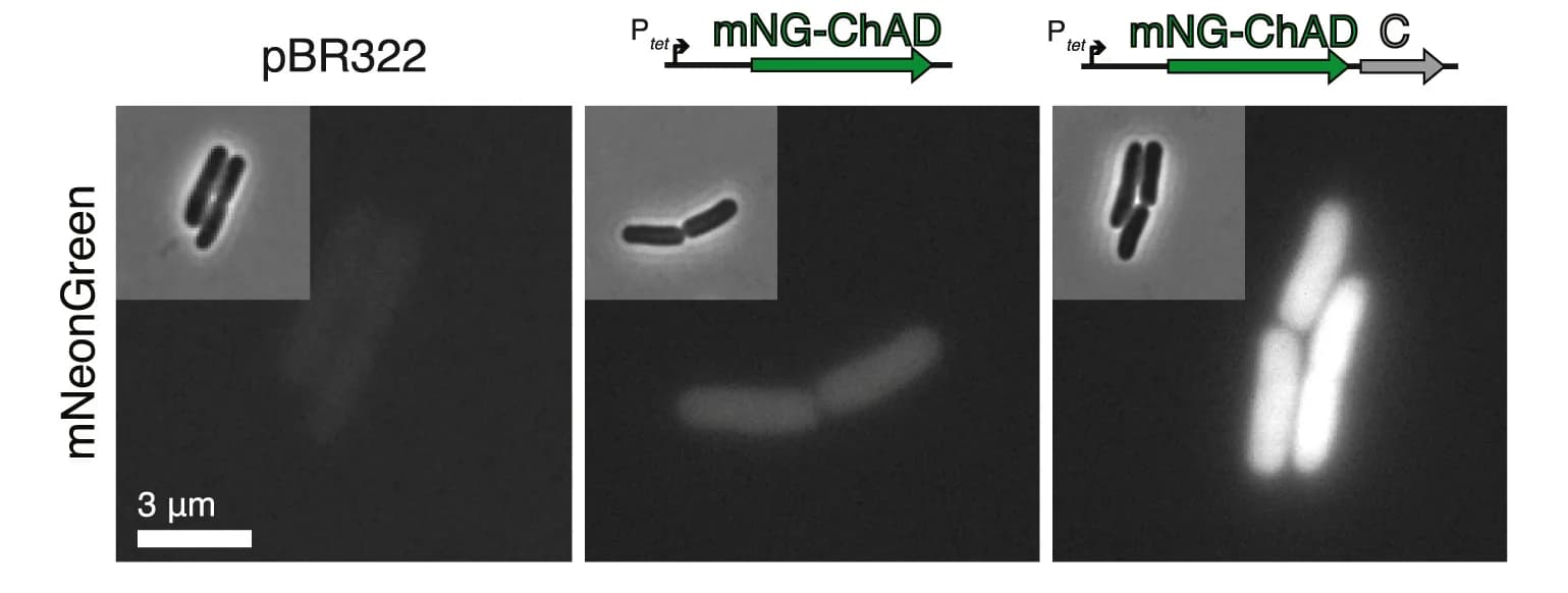 Open access visualization of Microscopy, Fluorescence Microscopy, Phase Contrast Microscopy, E. coli BW25113 Cells, pBR322 Vector