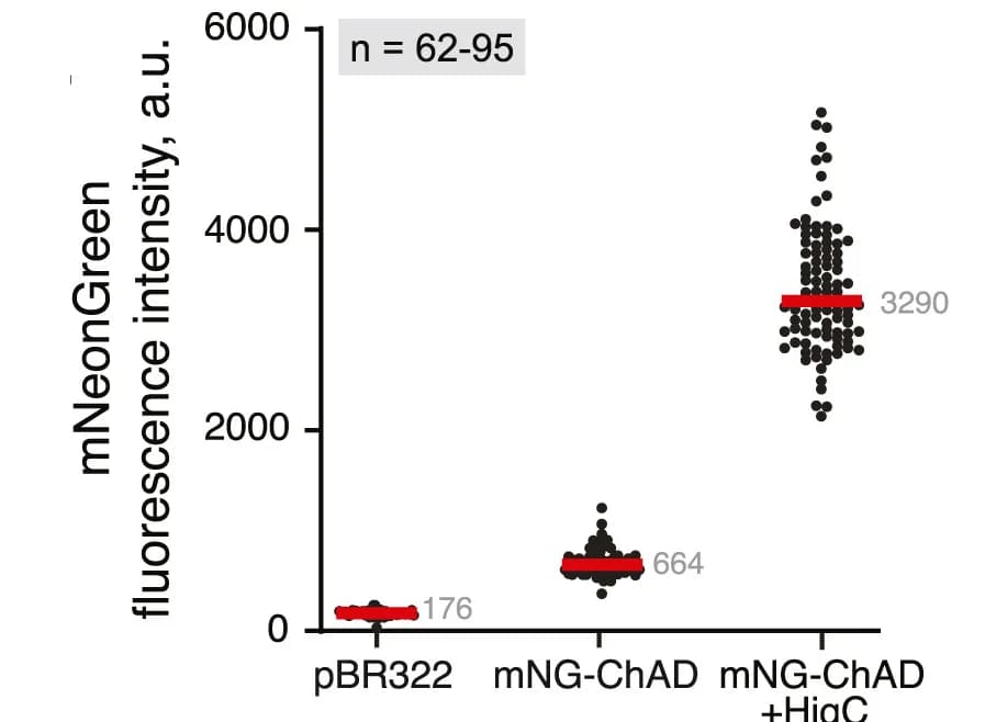 Open access visualization of Scatter Plot, mNeonGreen Fluorescence, Individual Cells, Imaging Dataset, Quantification