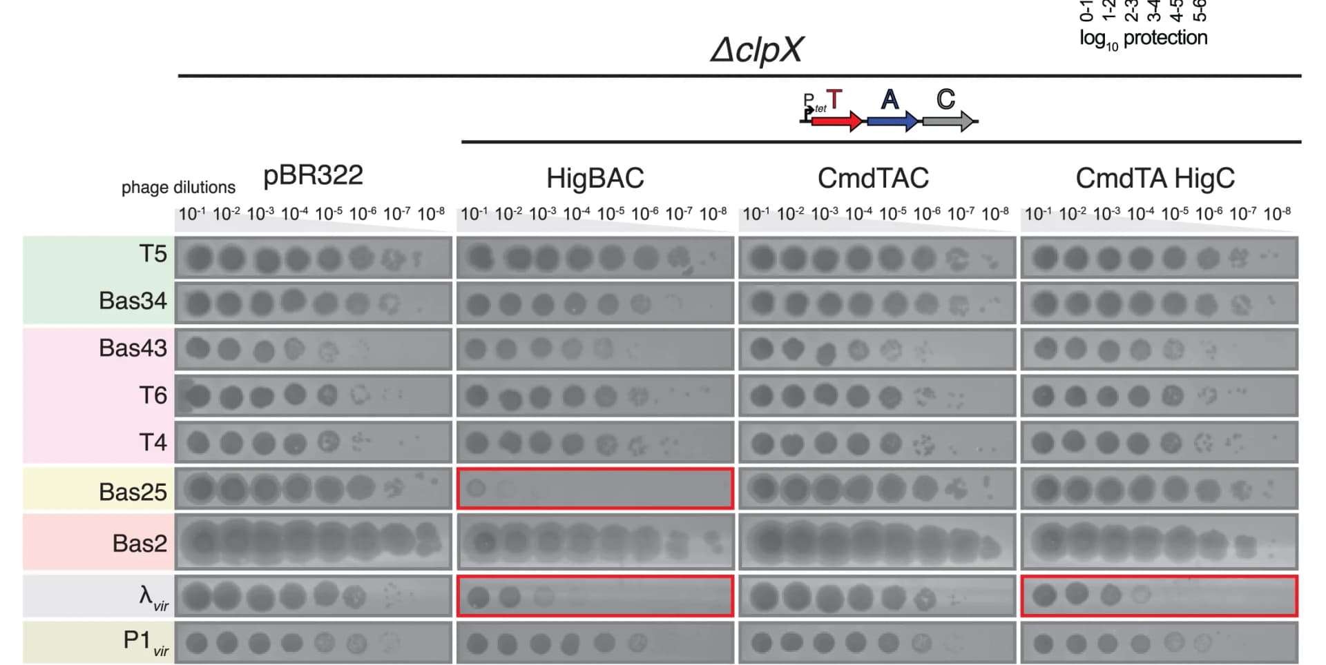 Open access visualization of Gel, HigBAC, CmdTAC, TAC, Antiphage Immunity