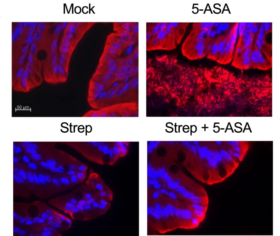 Open access visualization of Microscopy, Cecum Histology, Pimonidazole Staining, Fluorescence Microscopy