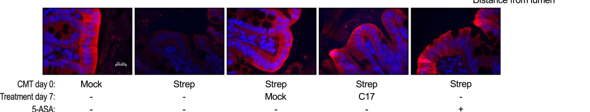 Open access visualization of Microscopy, Representative Images, Pimonidazole Staining