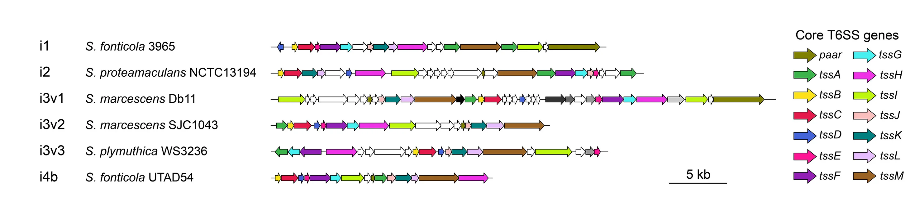 Open access visualization of Workflow, Gene Clusters, T6SS, Serratia, Genomic Identifiers