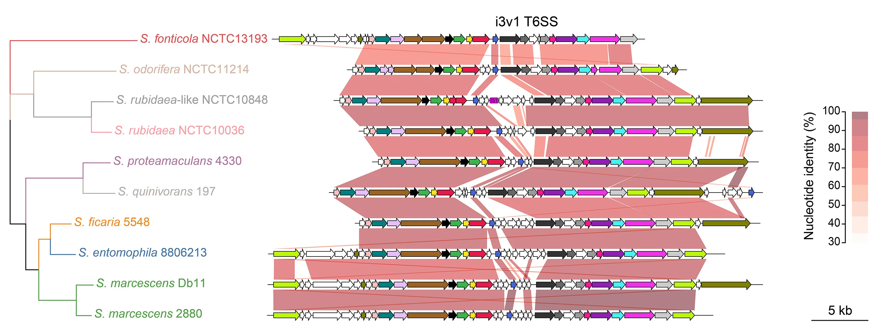 Open access visualization of Pathway, Sankey, Synteny Plot, T6SS, Gene Clusters