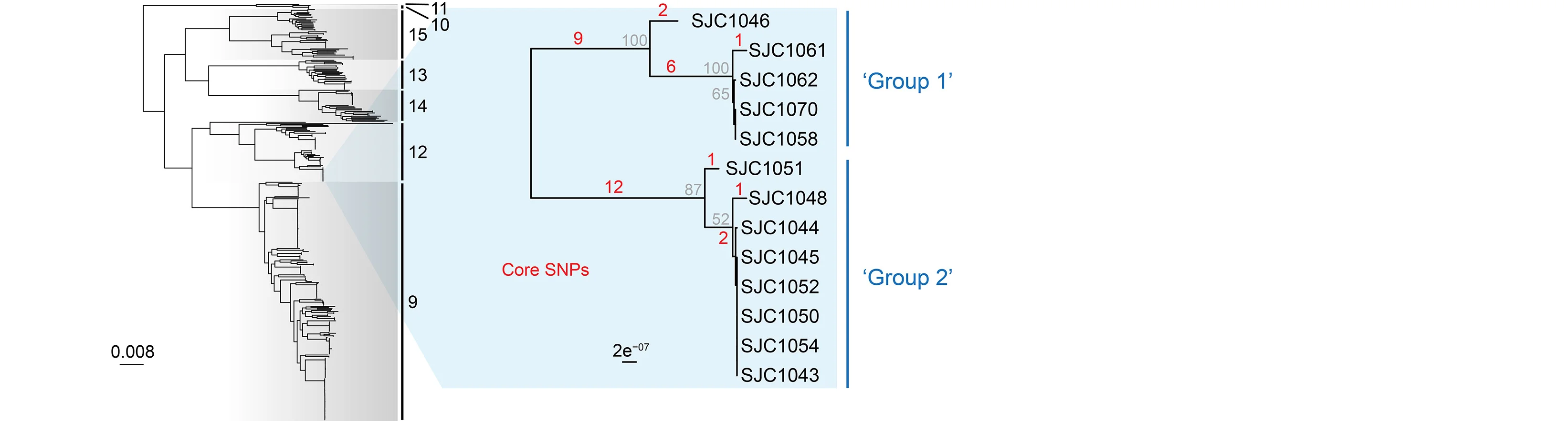 Open access visualization of Network, Pathway, Phylogenetic Tree, S. marcescens, Genome