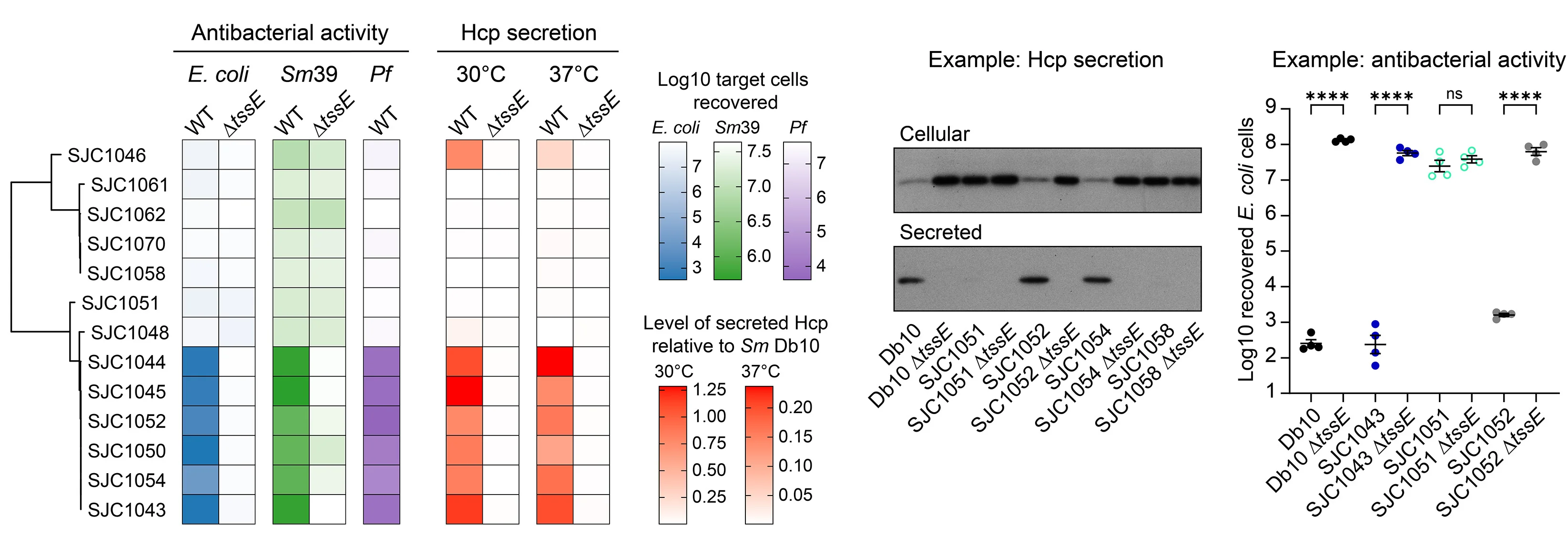 Open access visualization of Heatmap, Scatter Plot, Gel, Phylogenetic Tree, Clinical Isolates