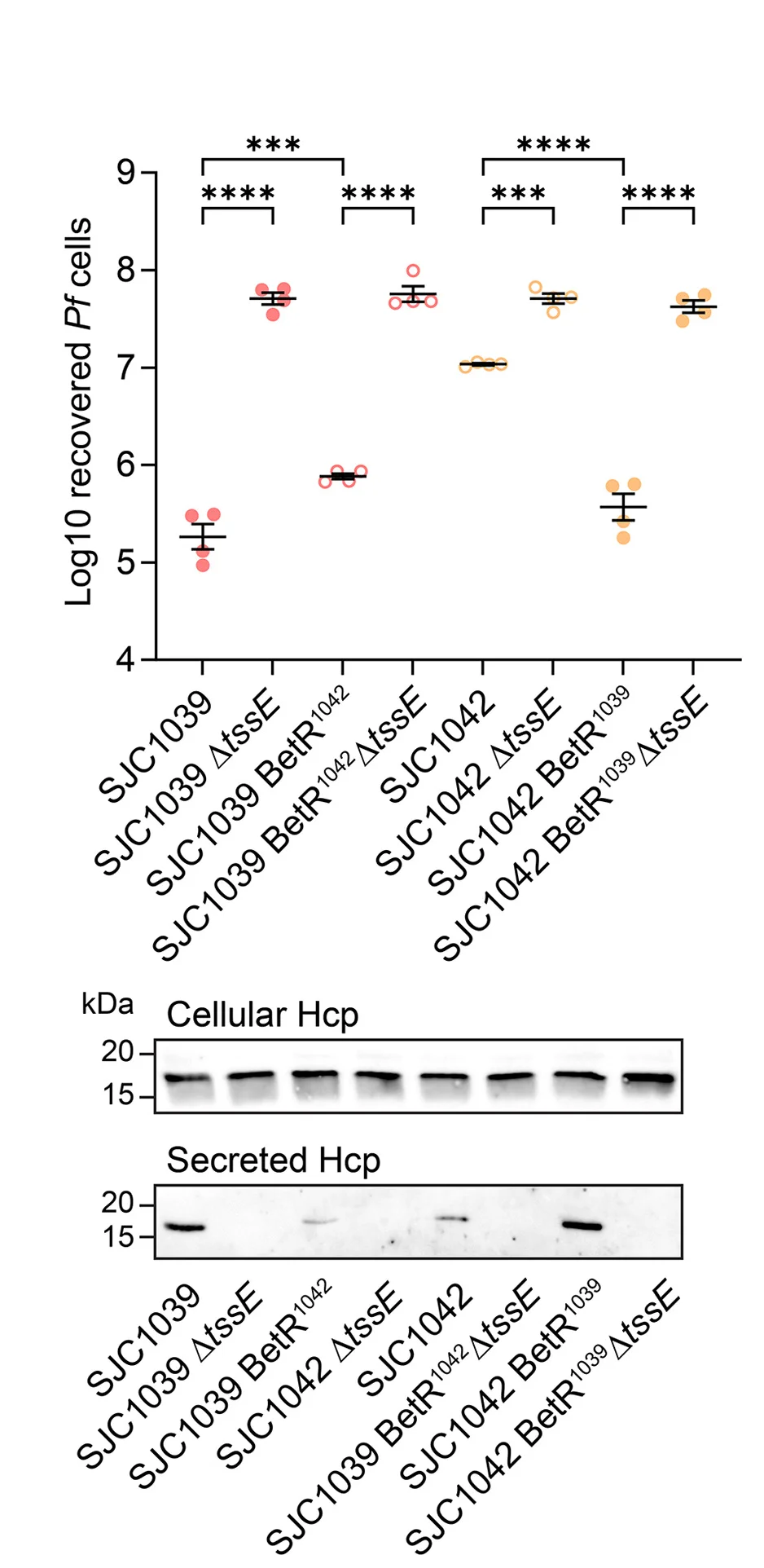 Open access visualization of Scatter Plot, Error Bars, Gel, T6SS, Antibacterial Activity