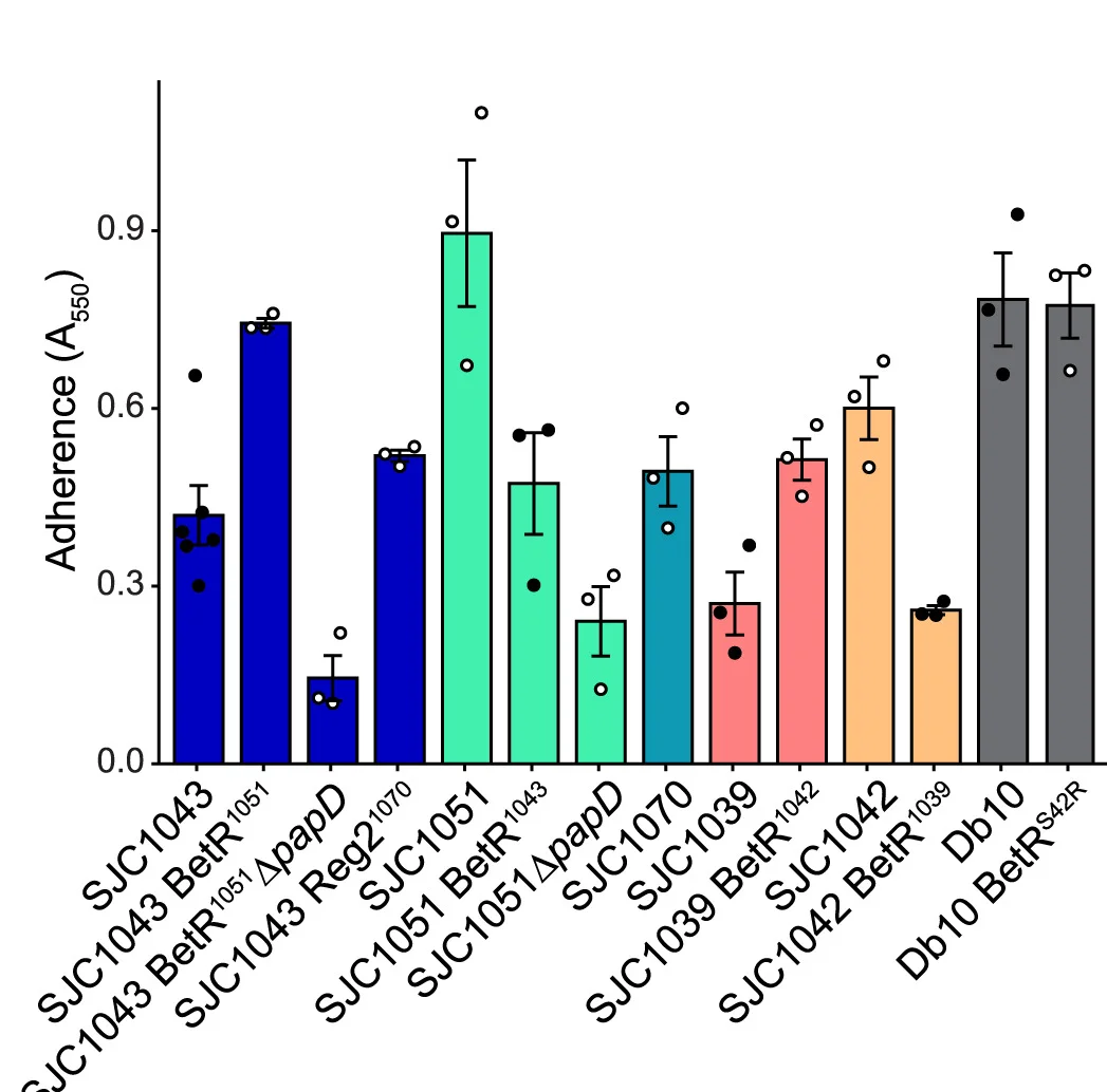 Open access visualization of Bar Plot, Error Bars, Adhesion, S. marcescens, Abiotic Surface