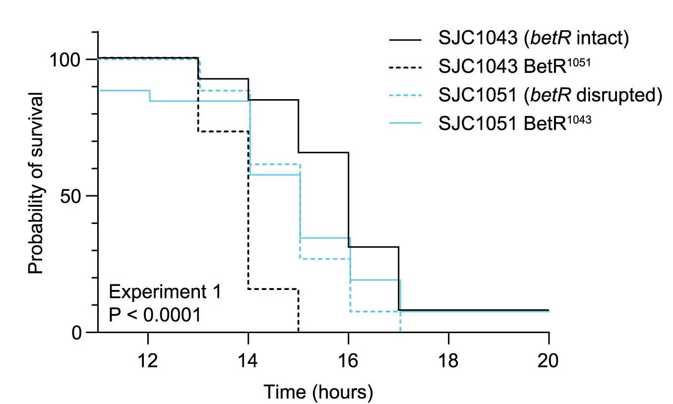 Open access visualization of Line Plot, Line Step, Survival Curve, Survival, Galleria mellonella