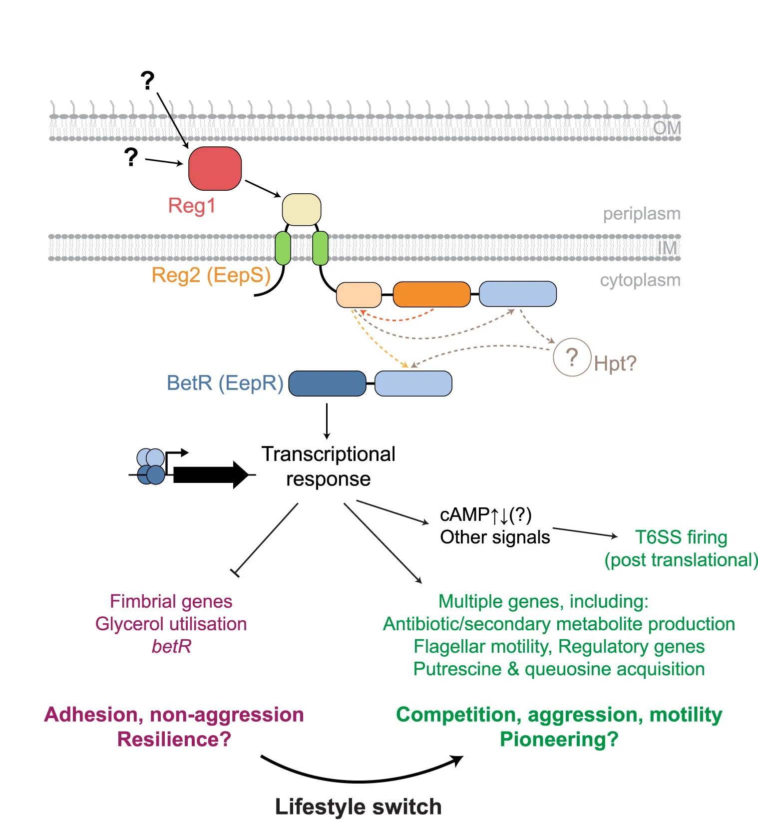 Open access visualization of Workflow, Illustration, BetR, Lifestyle Switch, Serratia