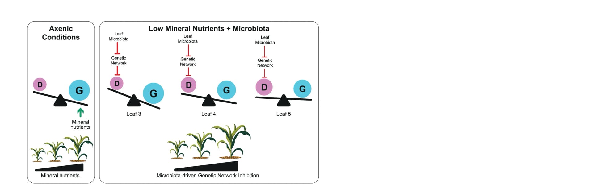 Open access visualization of Workflow, Illustration, Schematic Model, Microbiota-Driven Repression, Defense-Related Genes