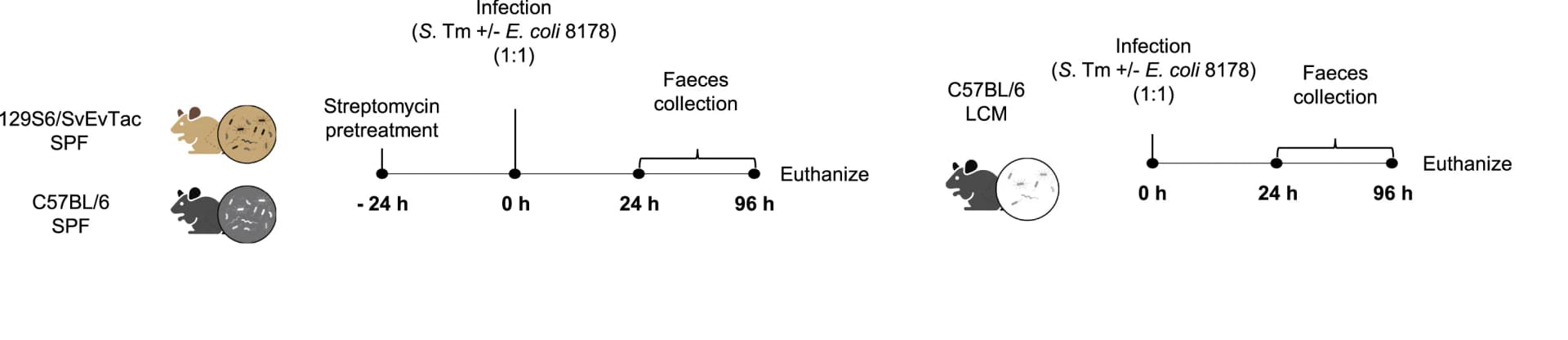 Open access visualization of Workflow, Illustration, Experimental Scheme