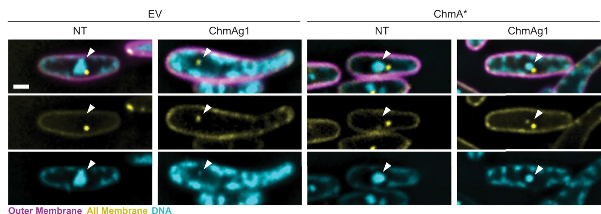 Open access visualization of Microscopy, Goslar Infected Cells, NT Cells, ChmA Knockdown Cells, ChmA*
