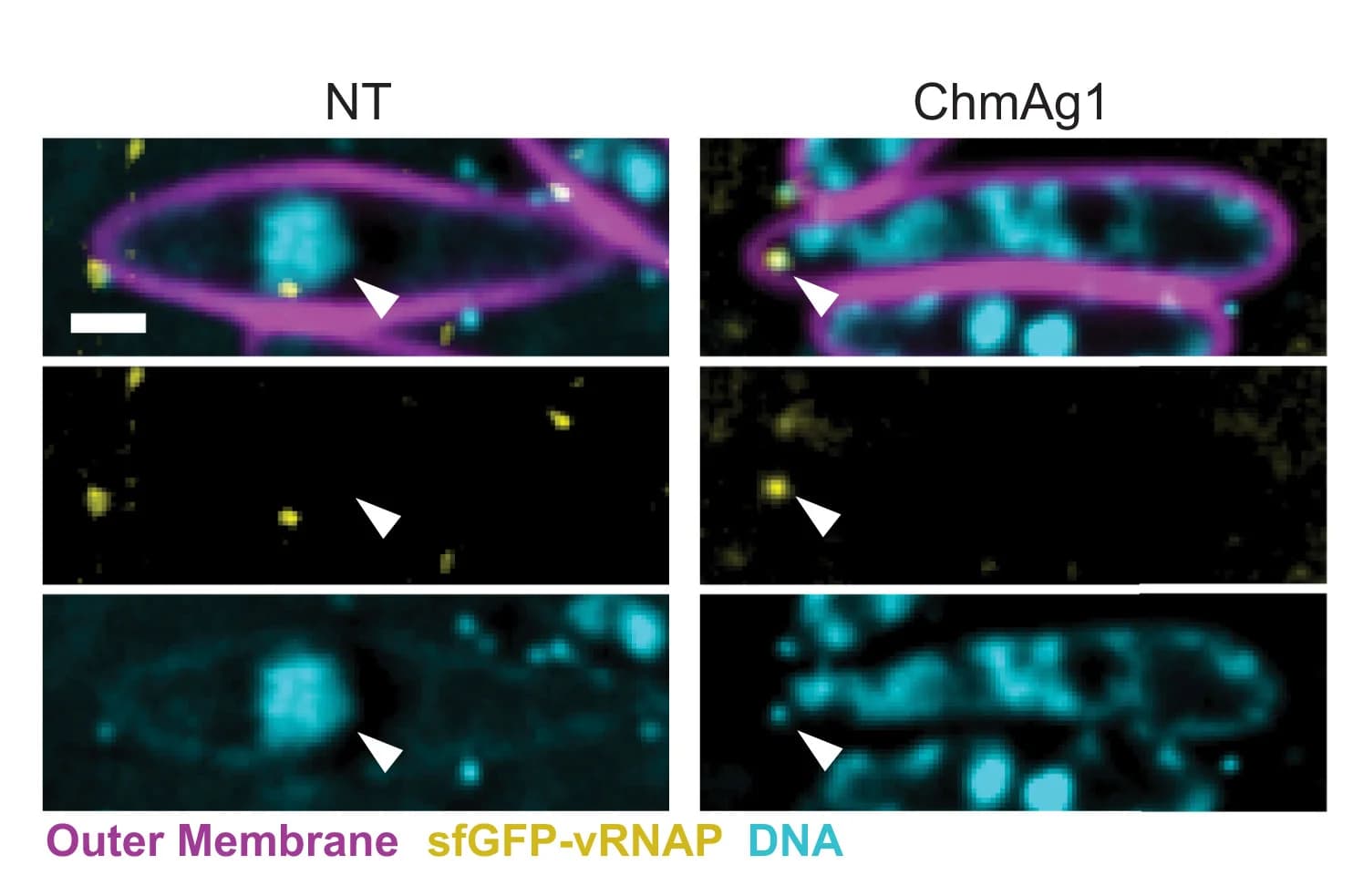 Open access visualization of Microscopy, NT Cells, ChmA Knockdown Cells, Goslar, sfGFP-vRNAP