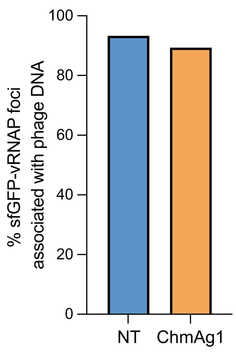 Open access visualization of Bar Plot, sfGFP-vRNAP Foci, Phage DNA, Tomogram Segmentations, Outer Membranes