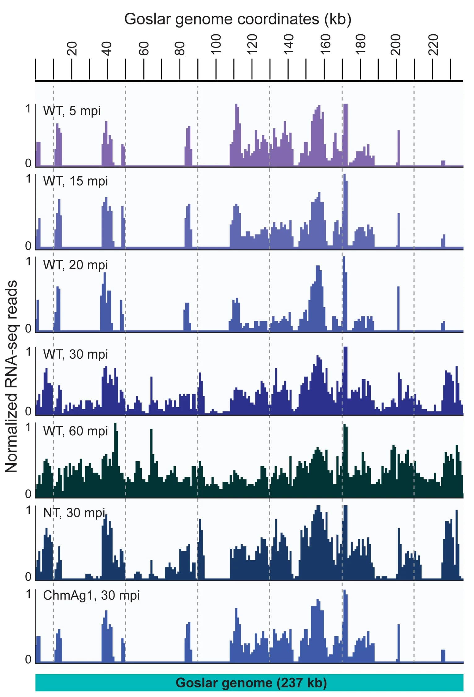 Open access visualization of Bar Plot, Histogram, Integrative Genomics Viewer, RNA-seq, Read Counts