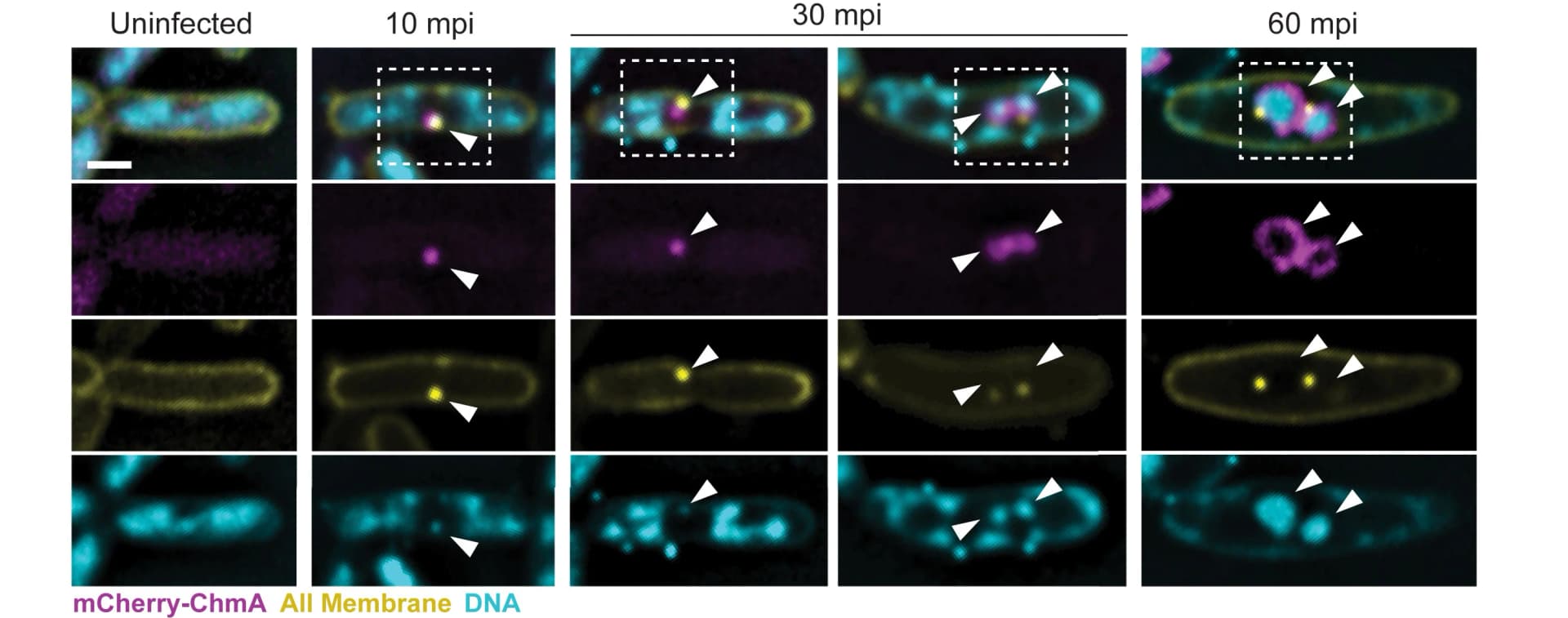 Open access visualization of Microscopy, Fluorescence Microscopy, Host Cells, mCherry-ChmA, Phage DNA