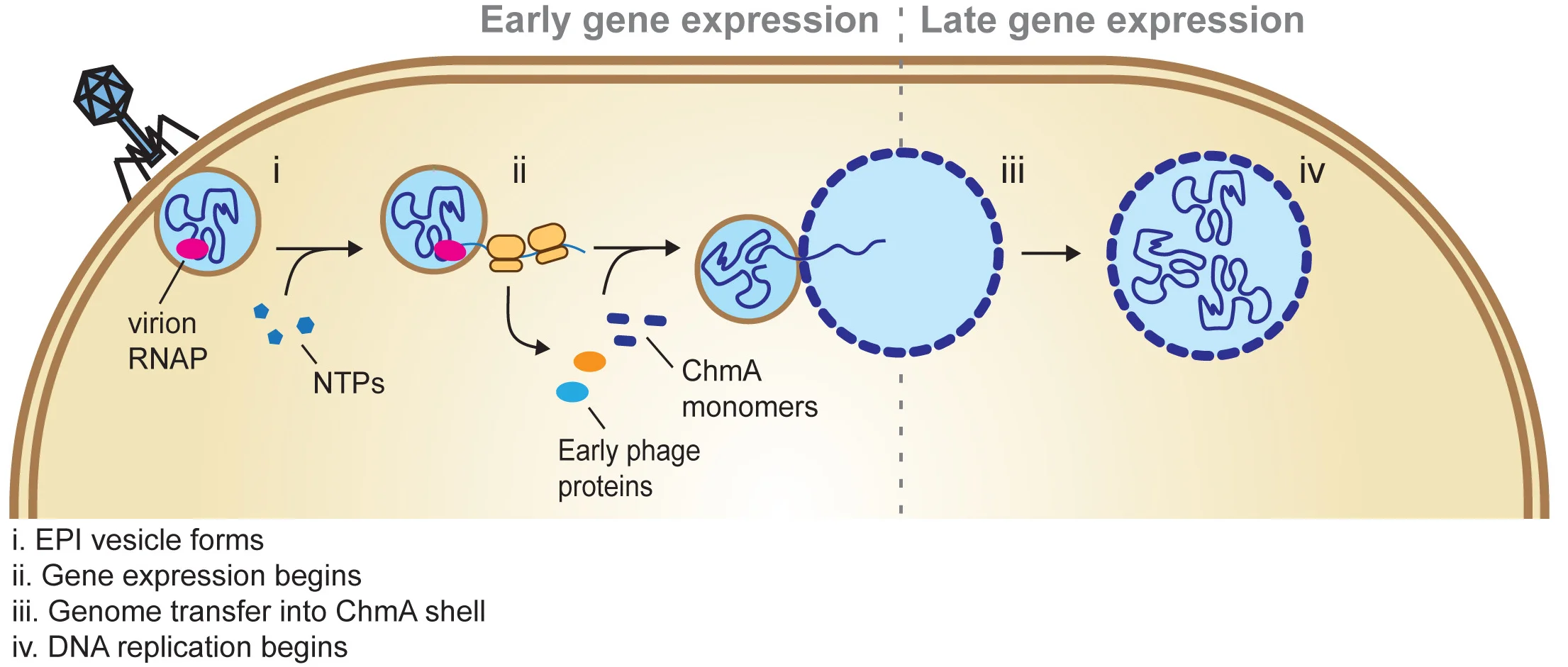 Open access visualization of Workflow, Illustration, Model, Early Infection, Genome Injection