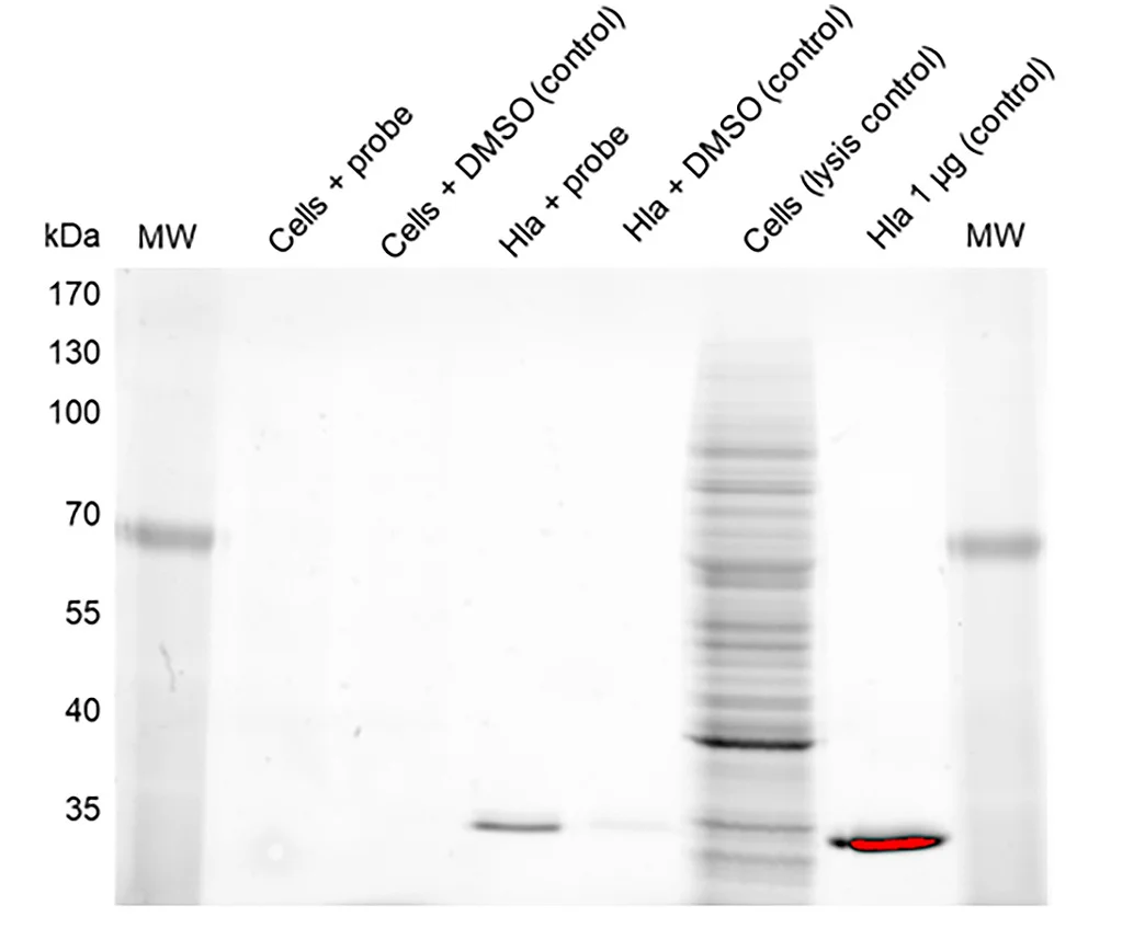 Open access visualization of Gel, Chemoproteomics Experiments, Cells, Hla, Biotin Azide