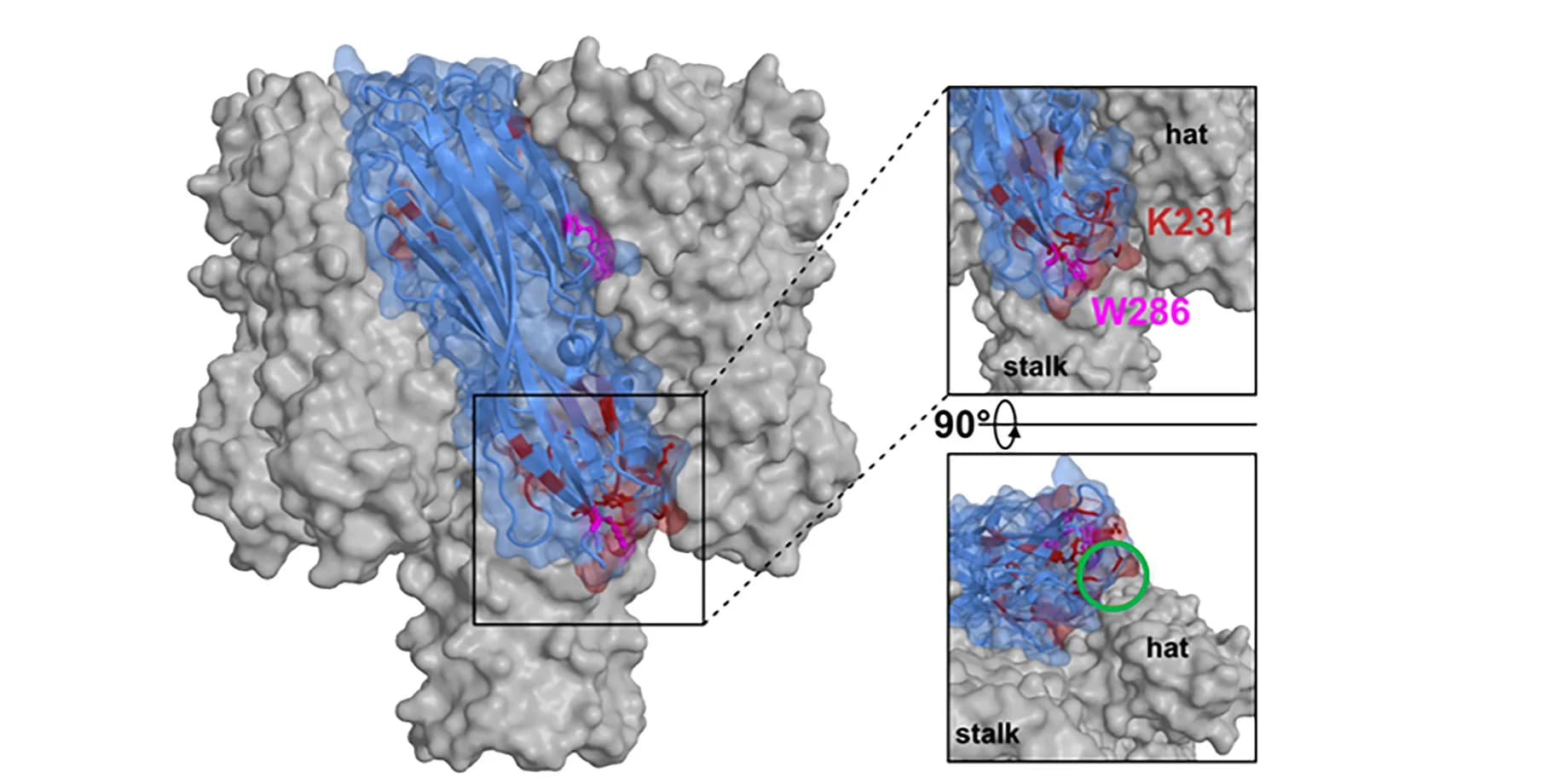 Open access visualization of Protein Structure, 3D Plot, Chemical Structure, Peptide Residues, Mass Spectrometry