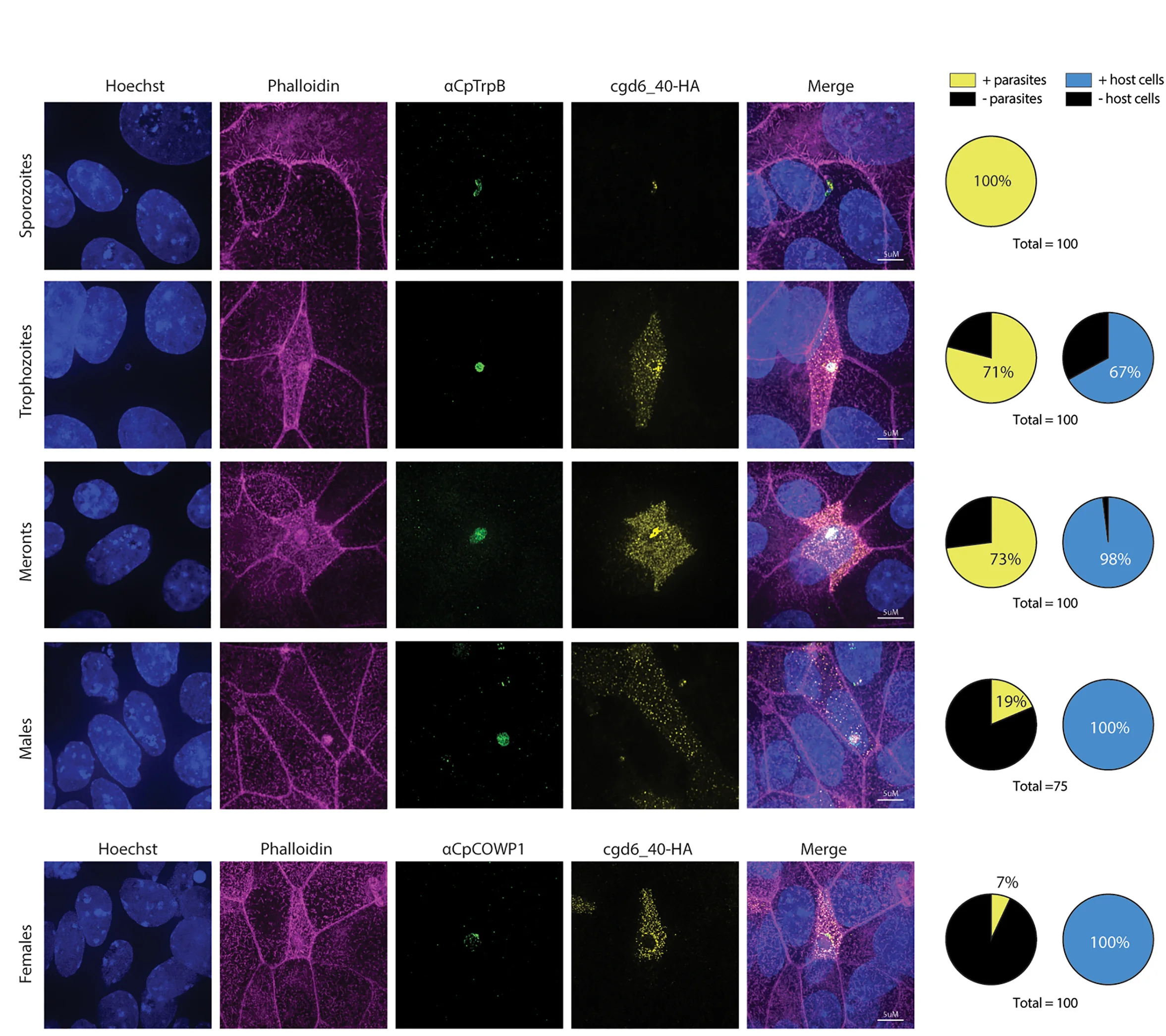 Open access visualization of Microscopy, Pie Chart, IFA, Epithelial Cell, Monolayers