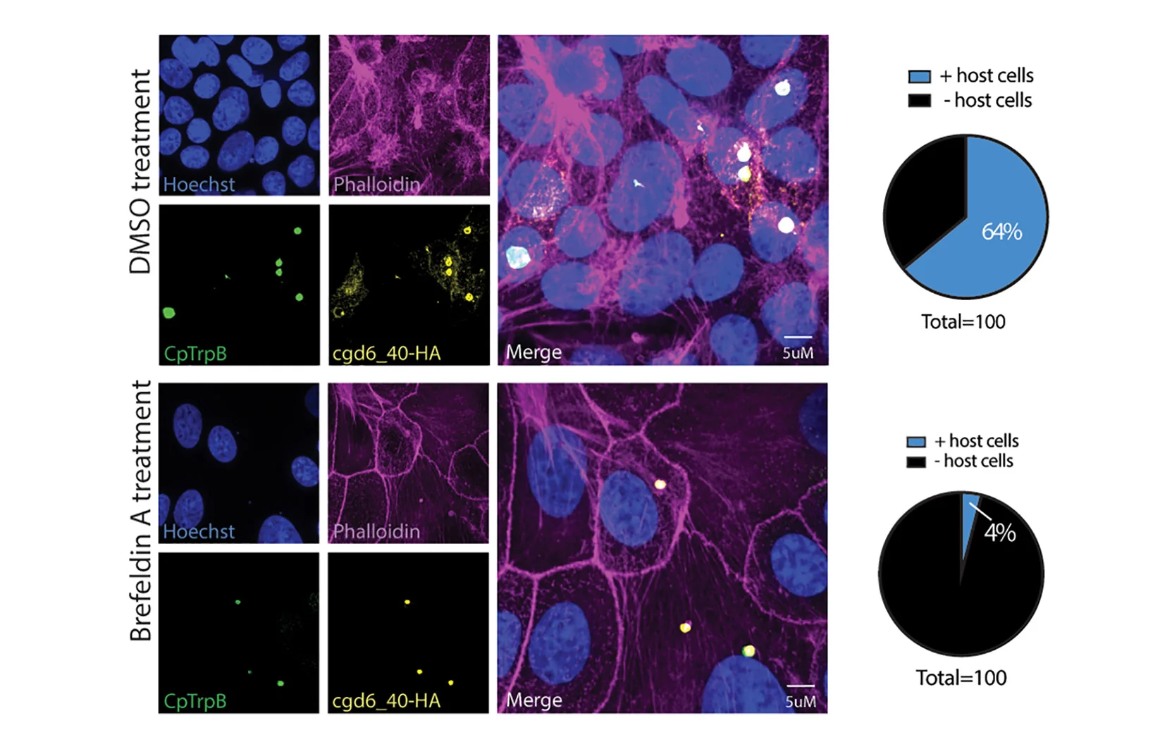 Open access visualization of Microscopy, Pie Chart, Epithelial Cells, Infection, Parasites