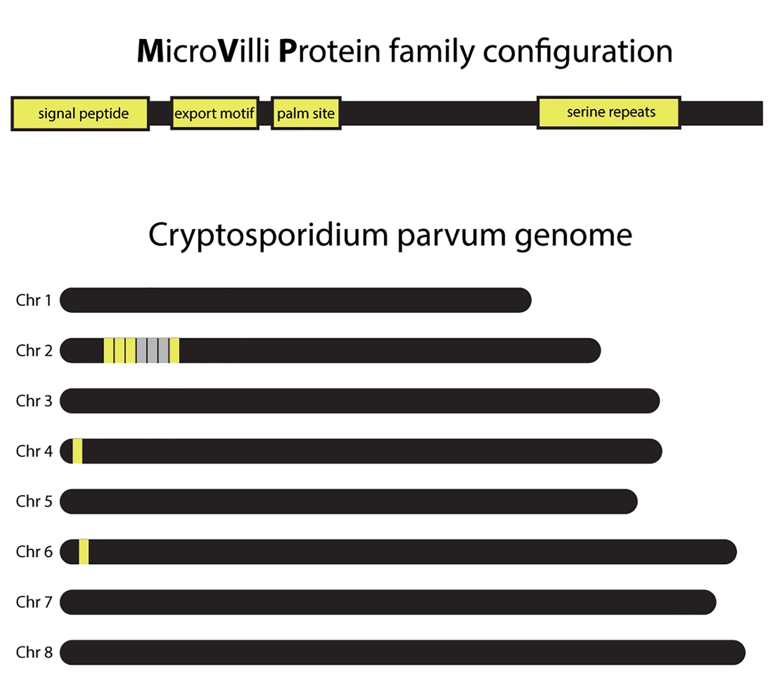 Open access visualization of Illustration, MVP Family, Cryptosporidium, Signal Peptide, Export Motif