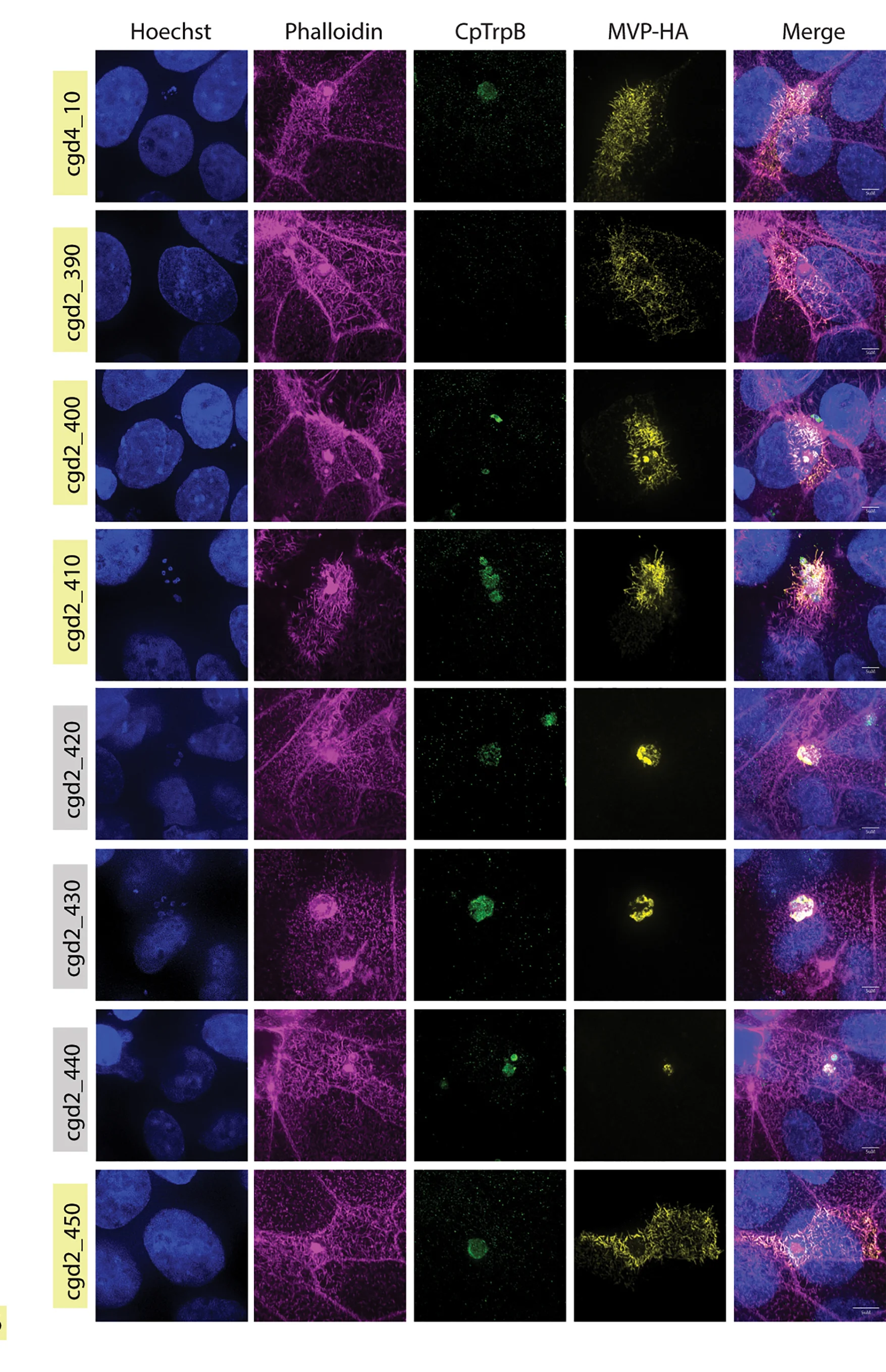 Open access visualization of Microscopy, IFA, Epithelial Cell, HCT-8, Monolayer Infection