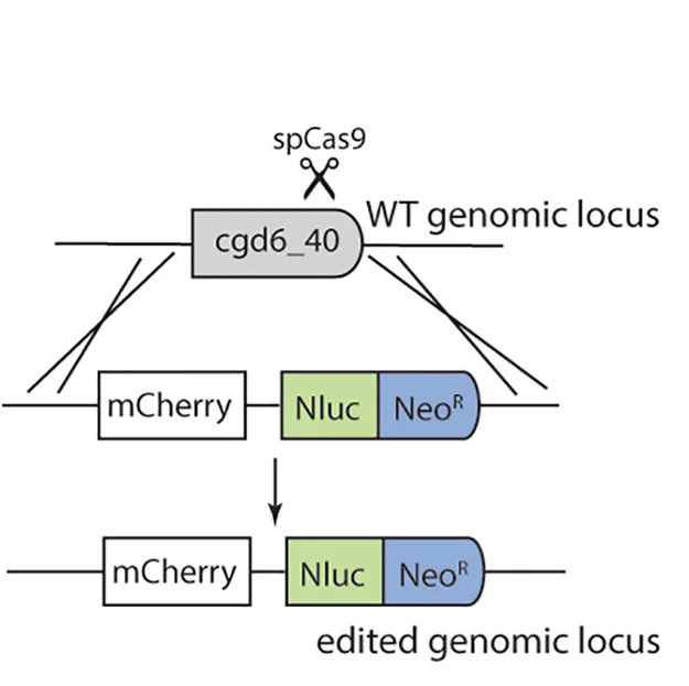 Open access visualization of Workflow, Illustration, Genetic Modification, MVP1-KO