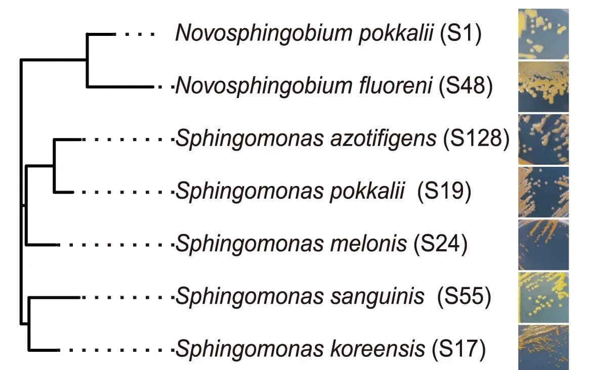 Open access visualization of Illustration, Photo, Evolutionary Relationships, Sphingomonadaceae