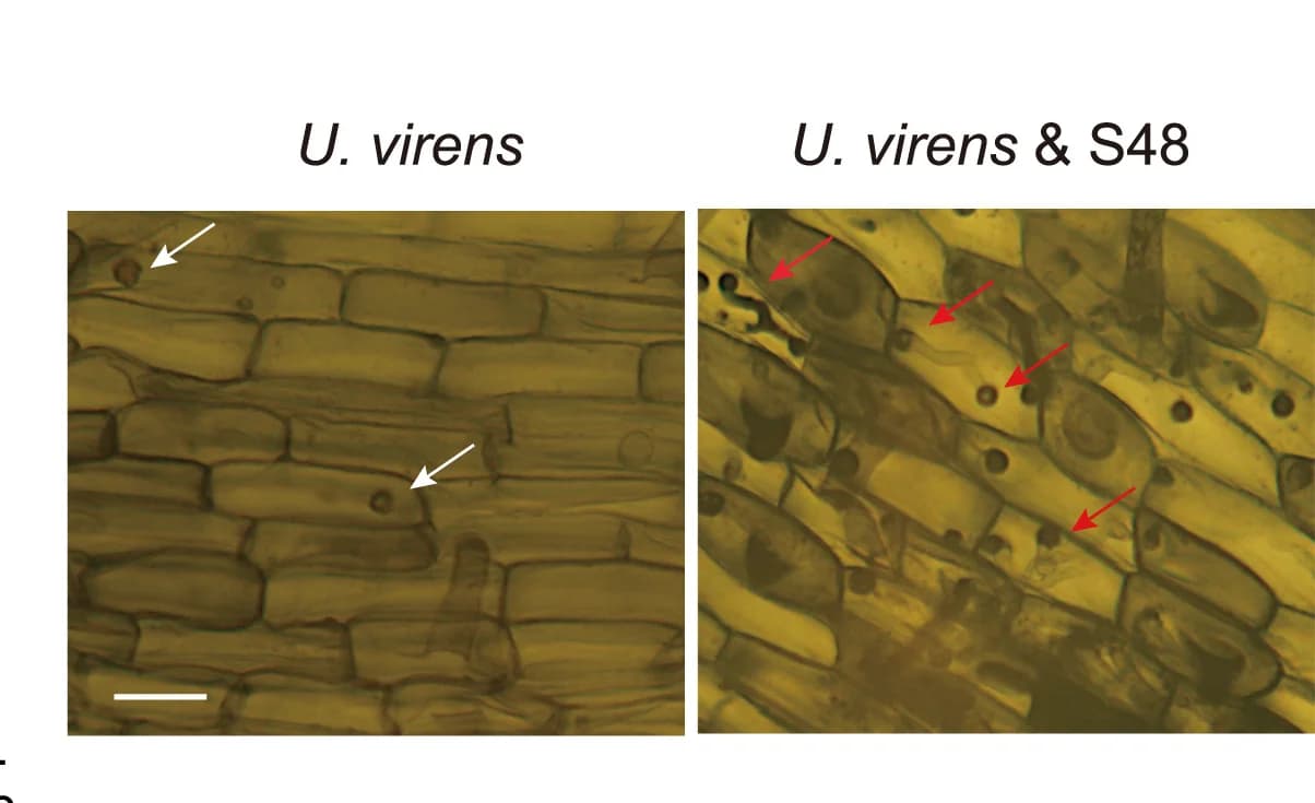 Open access visualization of Microscopy, Colonization, Germination, Dormant Chlamydospores, Root Surfaces