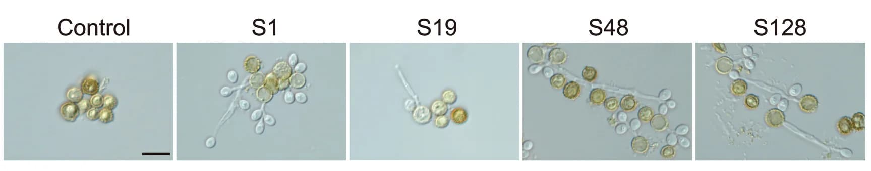 Open access visualization of Microscopy, EPS, Chlamydospore, Germination