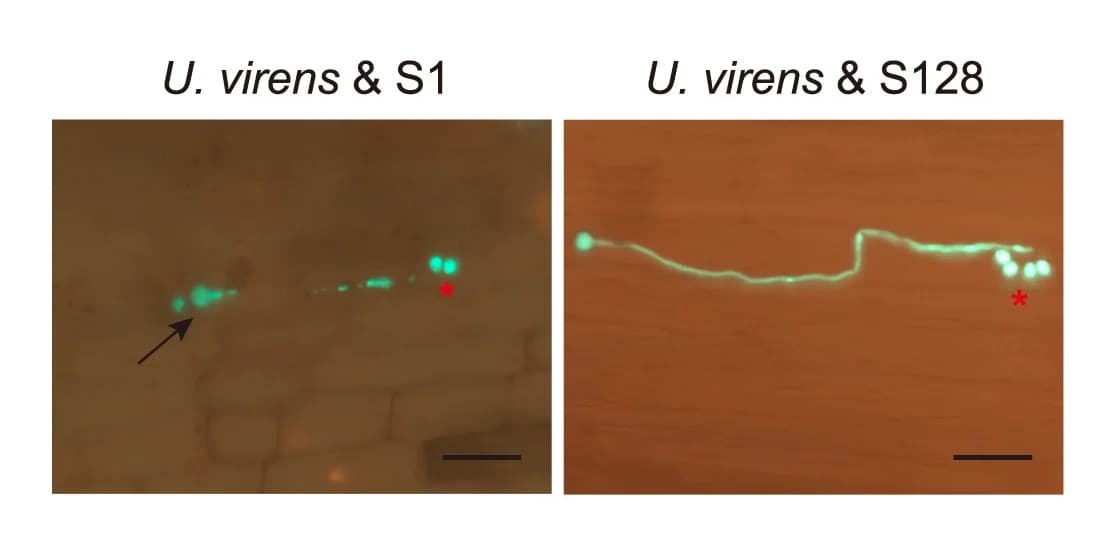 Open access visualization of Microscopy, Hyphae Growth, Germination, Chlamydospores, Rice Roots
