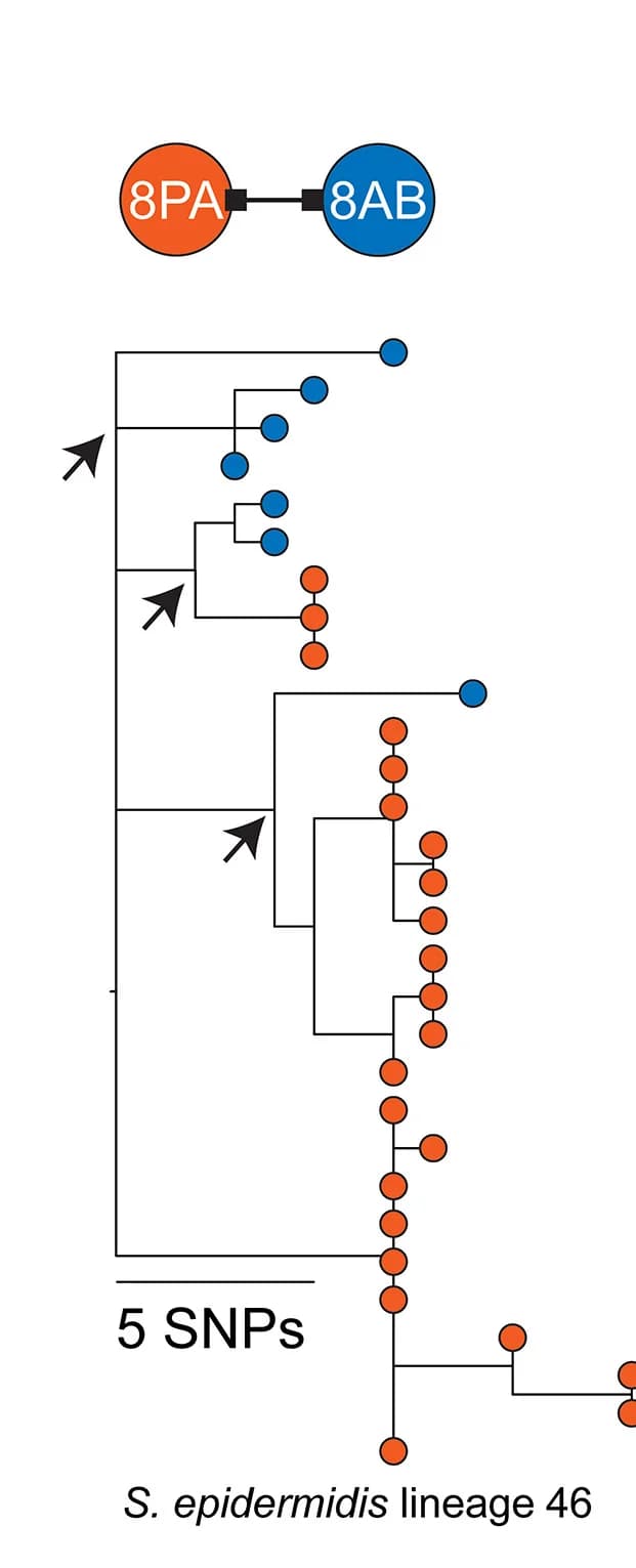 Open access visualization of Network, Pathway, Lineage, Phylogeny, Cell Transmission