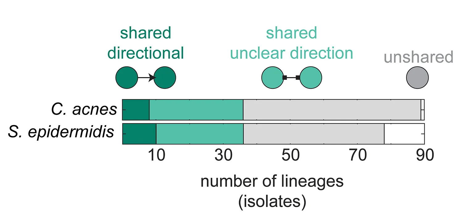 Open access visualization of Stacked Bar Plot, Network, Lineage, C. Acnes, S. Epidermidis