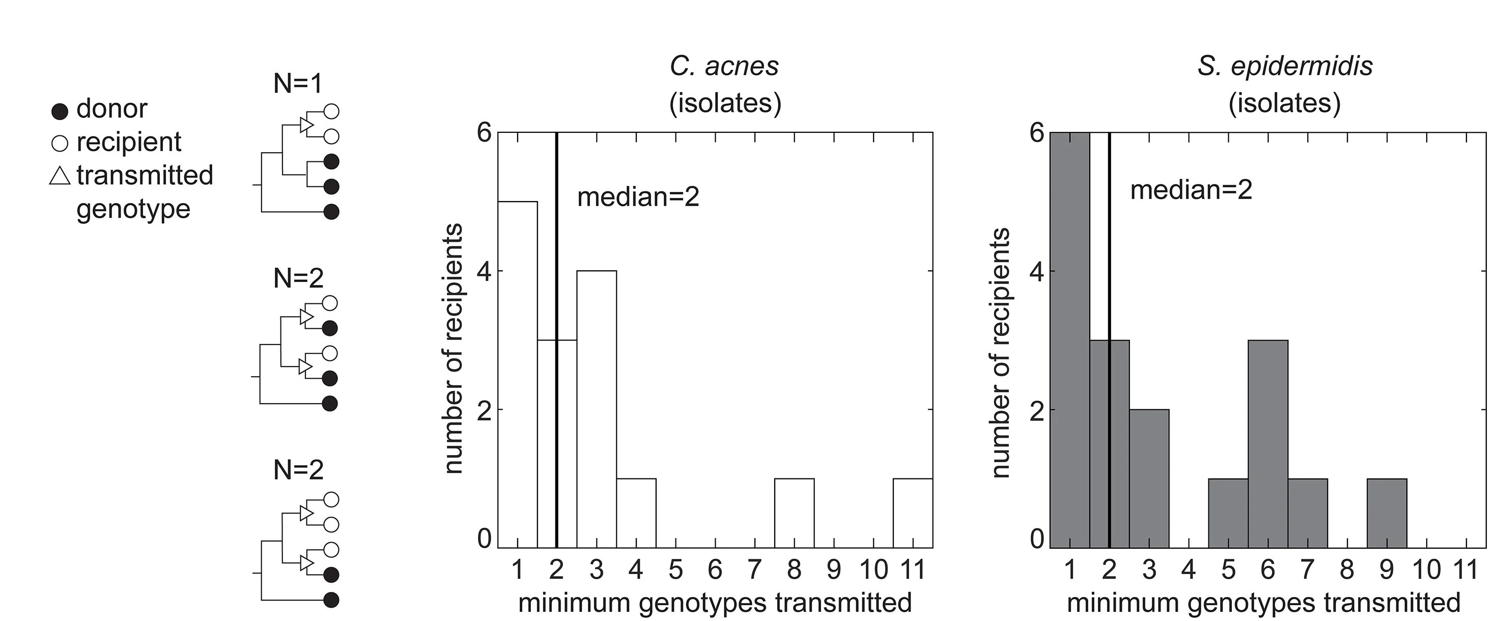 Open access visualization of Histogram, Workflow, Lineage, Genotypes, Cell Migration